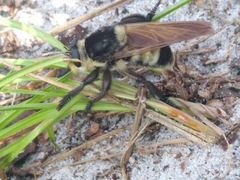 Mallophora bomboides