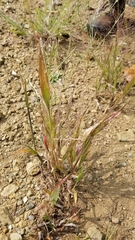 Panicum philadelphicum