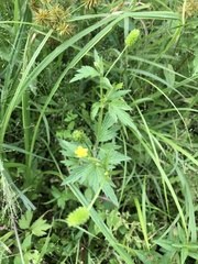 Ranunculus pensylvanicus