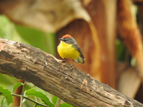 Brown-capped Whitestart (Myioborus brunniceps), photo 5