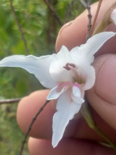 Image of Gladiolus involutus by (c) kevin koen, some rights reserved (CC BY-SA)