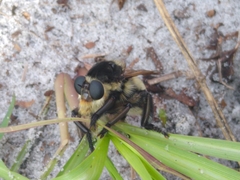 Mallophora bomboides