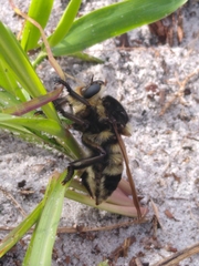 Mallophora bomboides