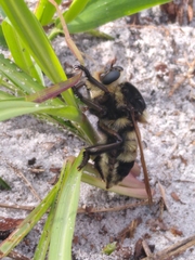 Mallophora bomboides