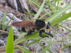 Mallophora bomboides