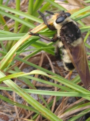 Mallophora bomboides