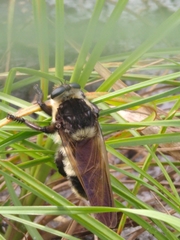 Mallophora bomboides