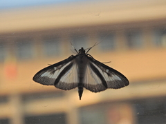 Cydalima perspectalis