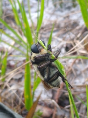 Mallophora bomboides