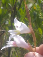 Gladiolus involutus
