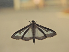 Cydalima perspectalis