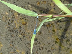 Argia nahuana