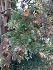 Chamaecyparis pisifera