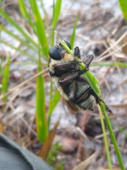 Mallophora bomboides