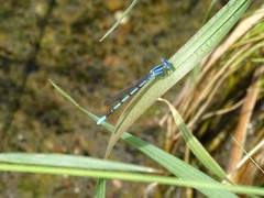 Argia nahuana