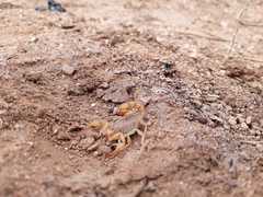 Paravaejovis spinigerus