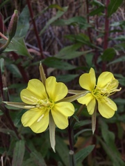 Oenothera wolfii