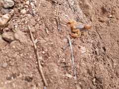 Paravaejovis spinigerus