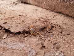 Paravaejovis spinigerus