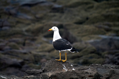 Larus belcheri