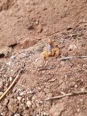 Paravaejovis spinigerus