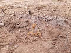 Paravaejovis spinigerus