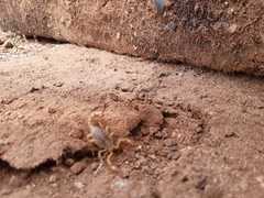 Paravaejovis spinigerus