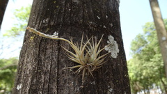 Tillandsia loliacea