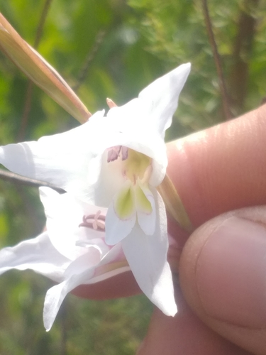 Image of Gladiolus involutus by (c) kevin koen, some rights reserved (CC BY-SA)