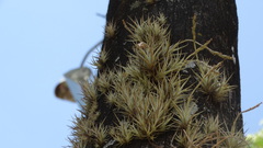 Tillandsia loliacea