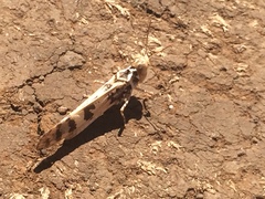 Dissosteira spurcata