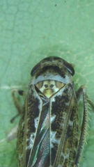 Athysanini