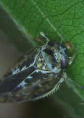 Athysanini