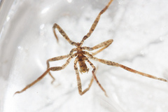 Ammothea hilgendorfi