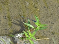Argia sedula