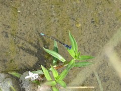 Argia sedula