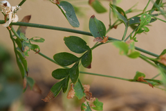 Jasminum officinale