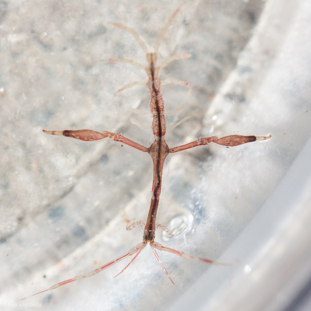 エンペラーフィッシュ Japanese Skeleton Shrimp (China Cove Organisms) · iNaturalist