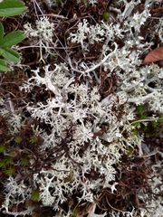 Cladonia boryi