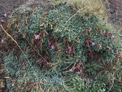 Saponaria sicula