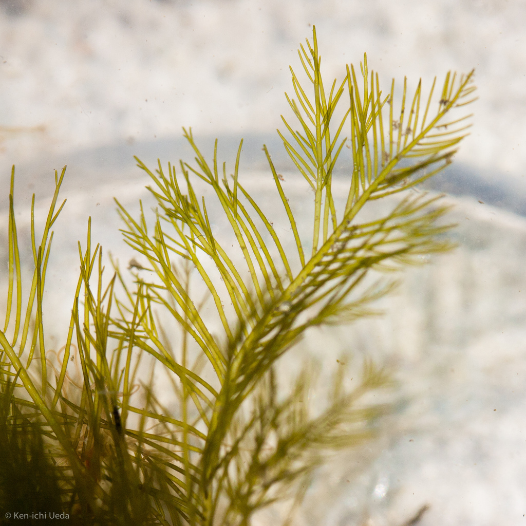 Bryopsis Microscope