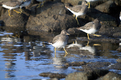 Calidris virgata