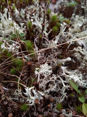 Cladonia submitis