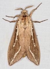 Abantiades argyrosticha