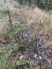 Omalotheca sylvatica