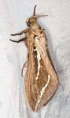 Abantiades argyrosticha