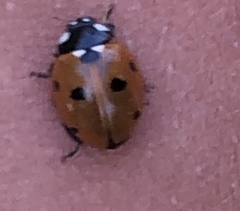 Coccinella septempunctata