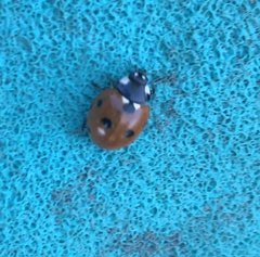 Coccinella septempunctata