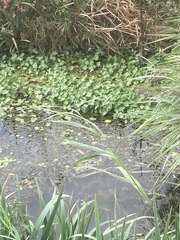 Hydrocotyle ranunculoides