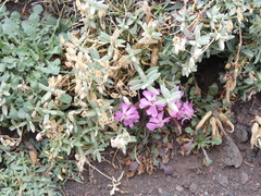 Saponaria sicula